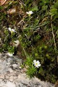 Androsace lactea